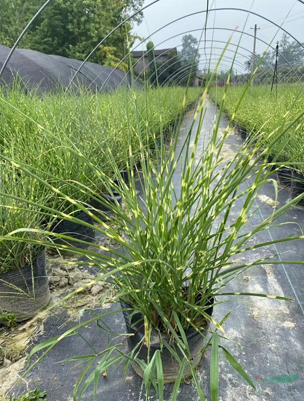 斑葉芒種植基地，斑葉芒工程苗種植戶，斑葉芒哪里有