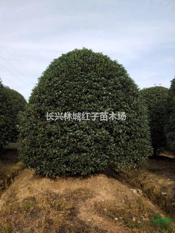 浙江精品大桂花