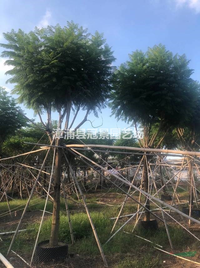 藍花楹