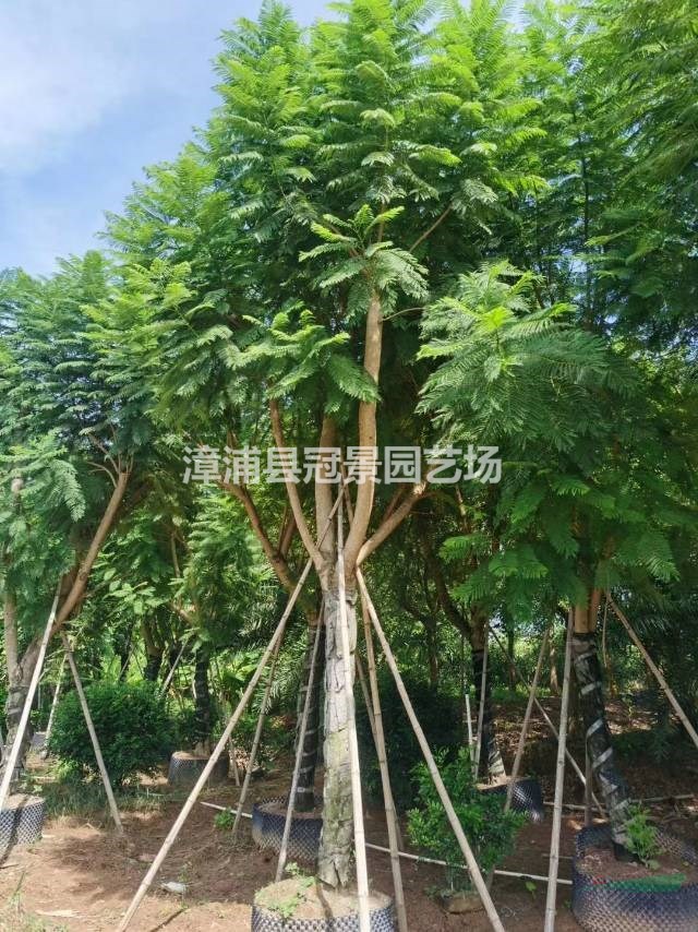 藍花楹