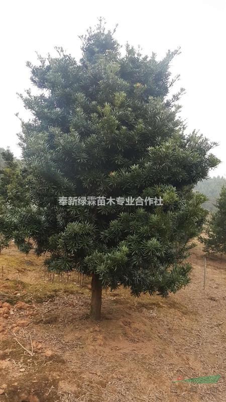 供應(yīng)3公分羅漢松，4公分羅漢松價格，江西羅漢松基地