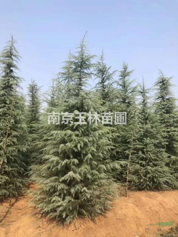 2020年10-20公分雪松價(jià)格