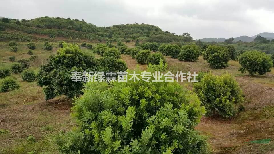 大量供應(yīng)P2.5-3.5楊梅，東魁楊梅3000多棵，江西楊梅