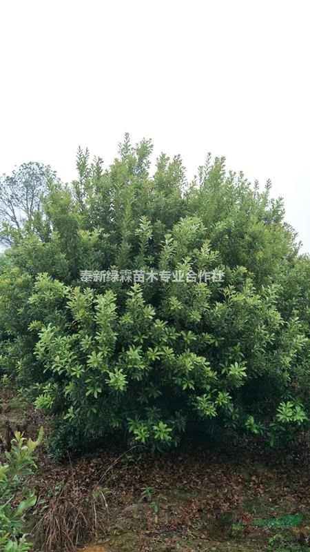大量供應(yīng)P2.5-3.5楊梅，東魁楊梅3000多棵，江西楊梅