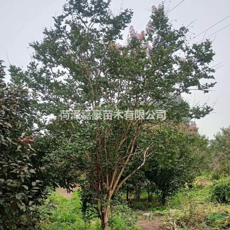 叢生紫薇價格高度2.5米冠幅2米價格表
