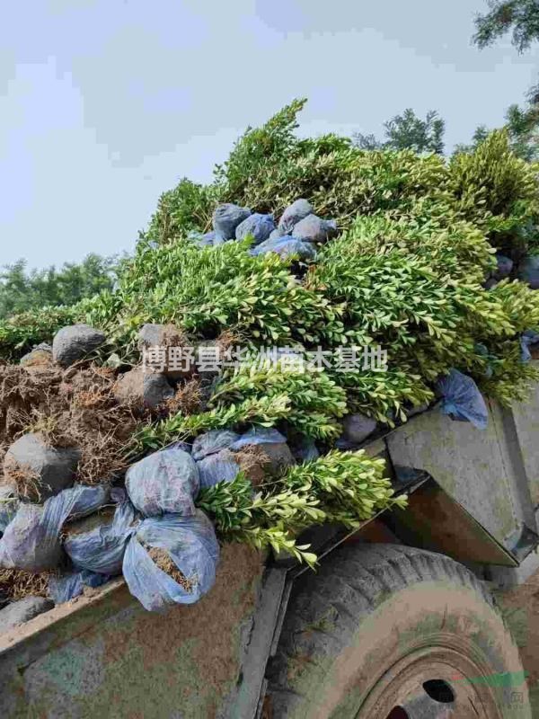 小葉黃楊批發(fā)，供應商，小葉黃楊種植基地