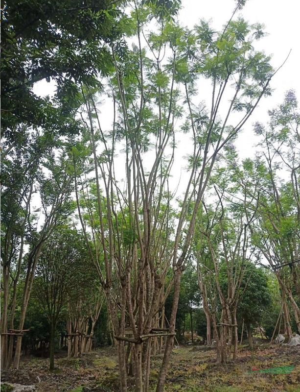 藍(lán)花楹湖北基地,叢生藍(lán)花楹種植戶，叢生藍(lán)花楹價(jià)格