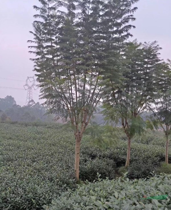 高干藍花楹基地批發(fā)，重慶叢生藍花楹樹，工程用藍花楹樹價格