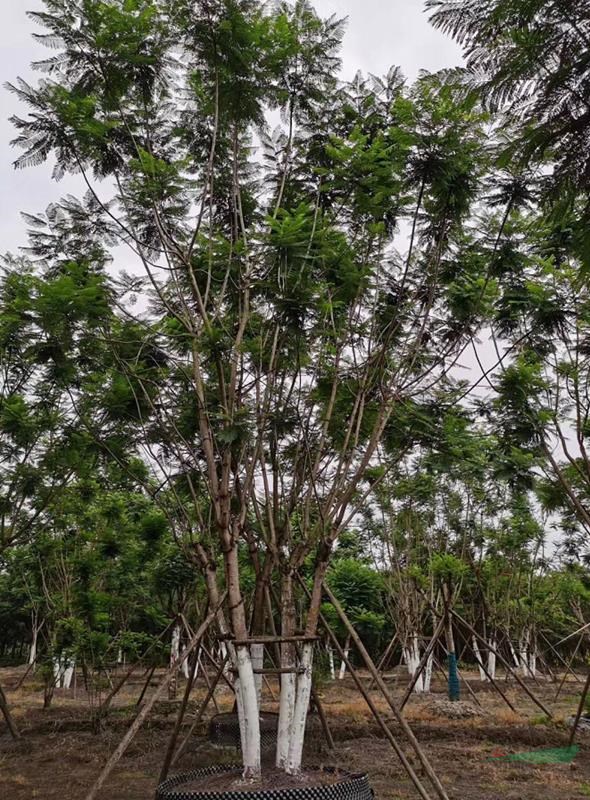 高干藍花楹基地批發(fā)，重慶叢生藍花楹樹，工程用藍花楹樹價格