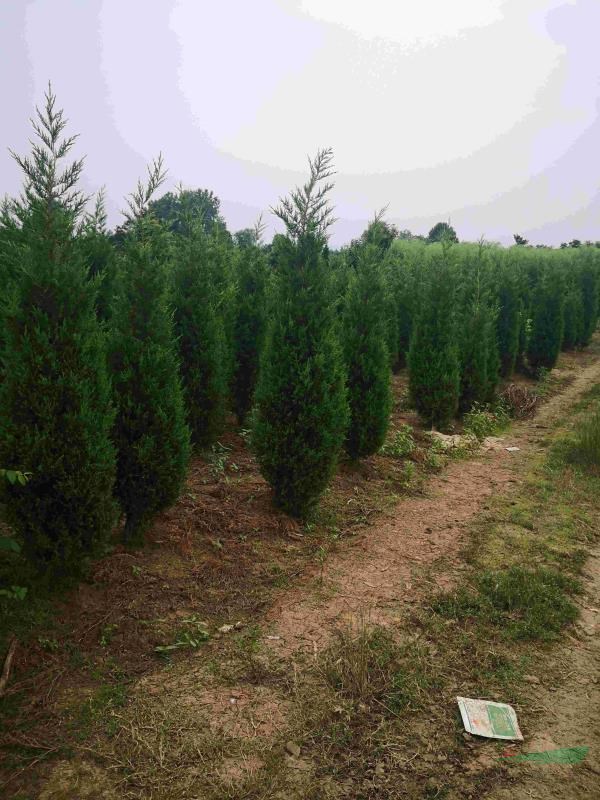 蜀檜，塔柏，安徽蜀檜，