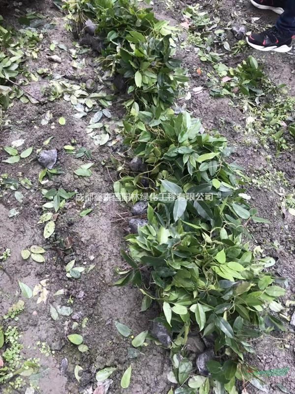 油麻藤小苗基地 一千株杯苗的油麻藤價(jià)格
