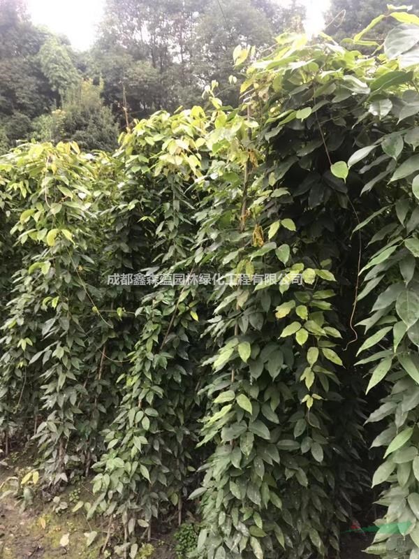 油麻藤小苗基地 一千株杯苗的油麻藤價(jià)格