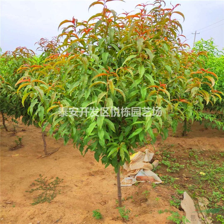 七公分紅葉碧桃價格 嫁接紅葉碧桃樹苗 土球發(fā)貨碧桃樹苗