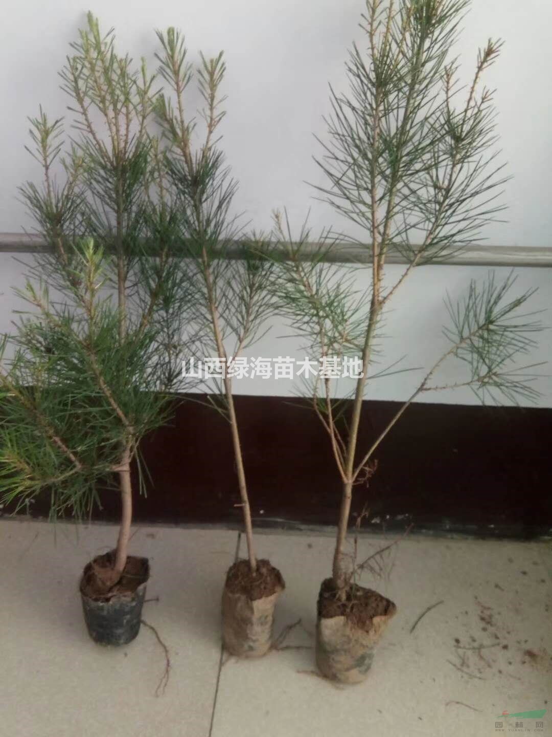 50-80公分營(yíng)養(yǎng)杯容器苗 白皮松價(jià)格 山西基地批發(fā)白皮松 
