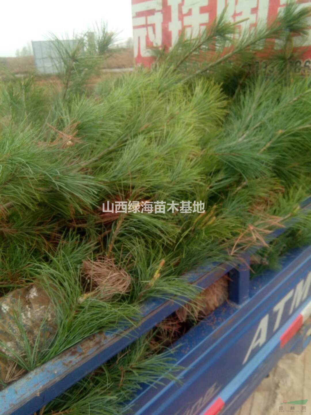 50-80公分營(yíng)養(yǎng)杯容器苗 白皮松價(jià)格 山西基地批發(fā)白皮松 