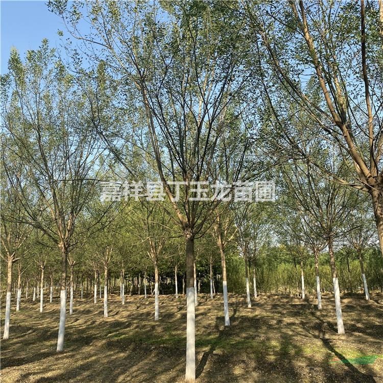 國(guó)槐價(jià)格 胸徑8公分國(guó)槐樹多少錢 