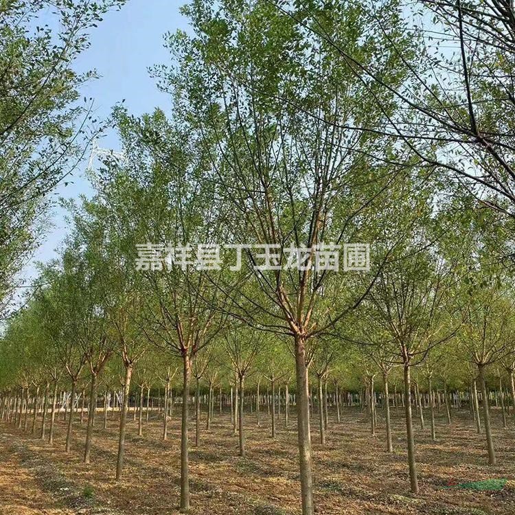 國(guó)槐價(jià)格 胸徑8公分國(guó)槐樹多少錢 