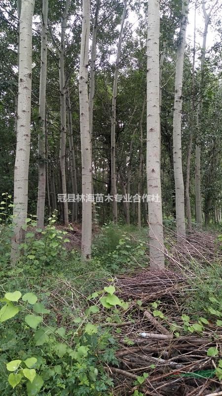 毛白楊 產(chǎn)地聊城毛白楊供應(yīng)商毛白楊量大