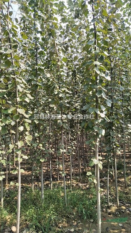 毛白楊 產(chǎn)地聊城毛白楊供應(yīng)商毛白楊量大