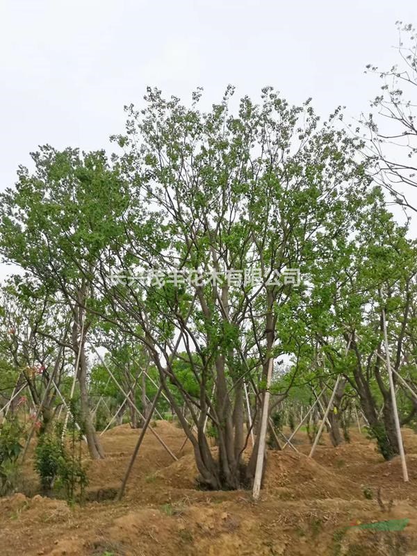 浙江長(zhǎng)興低價(jià)供應(yīng)原生/拼植叢生烏桕3-6桿30-60公分不等