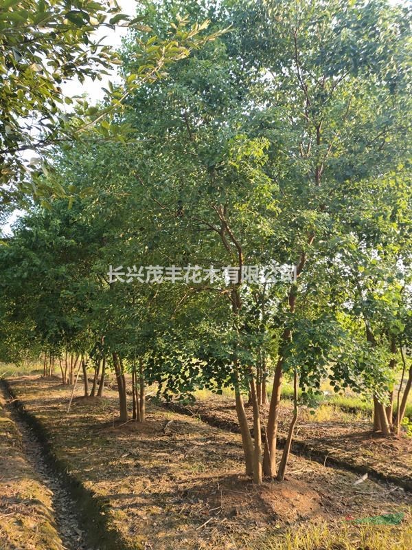 浙江長(zhǎng)興低價(jià)供應(yīng)原生/拼植叢生烏桕3-6桿30-60公分不等