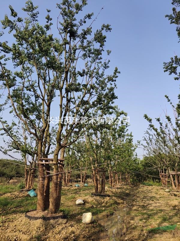 浙江長(zhǎng)興低價(jià)供應(yīng)原生/拼植叢生烏桕3-6桿30-60公分不等