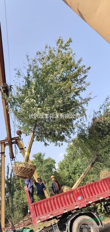 浙江長興低價供應(yīng)正宗原生娜塔櫟8-16公分
