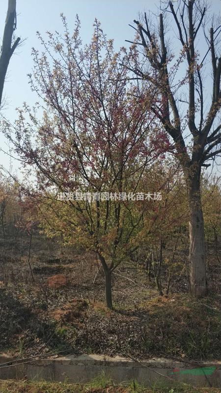 供應(yīng)地苗5-15公分福建山櫻花  江西供應(yīng)