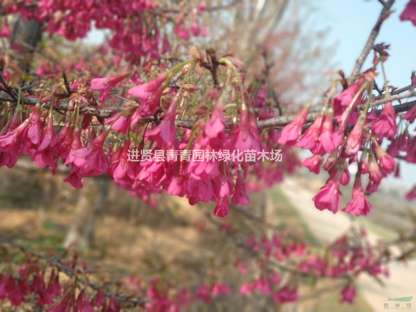 中国红樱花  江西供应 地苗5-15公分