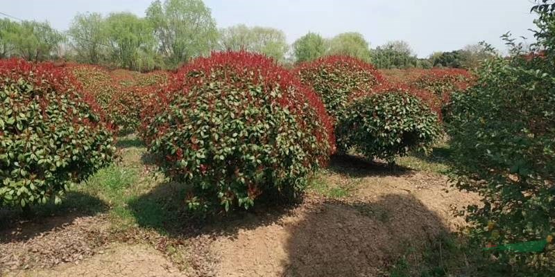 山東紅葉石楠球