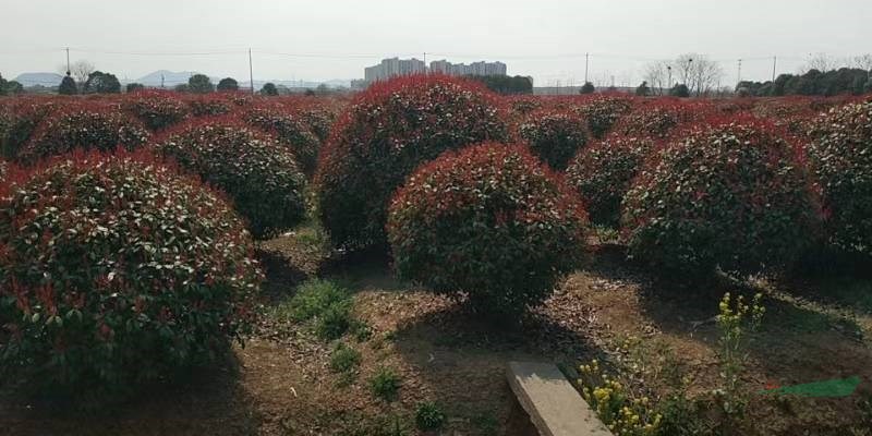 山東紅葉石楠球
