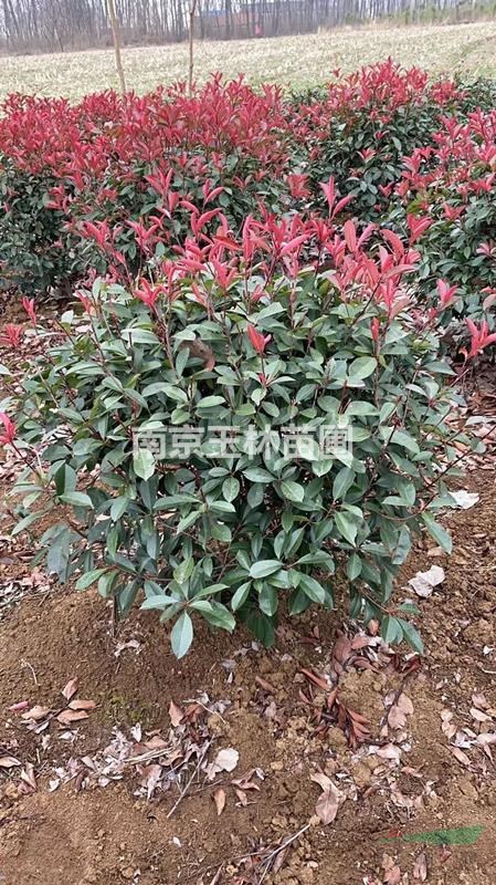 1米/2米/3米冠幅紅葉石楠球價(jià)格