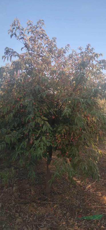 江西四照花價(jià)格，九江四照花價(jià)格便宜，要買便宜的四照花到江西九