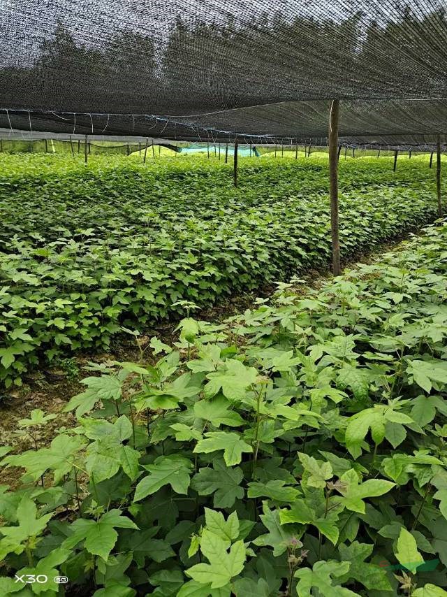 專業(yè)的楓香小苗培育基地，楓香容器苗價(jià)格