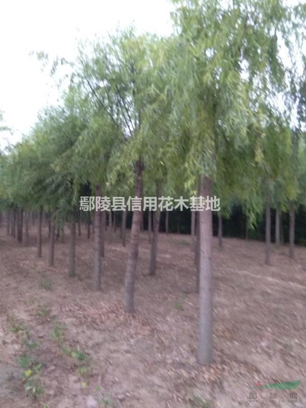 河南造型小葉女貞多片