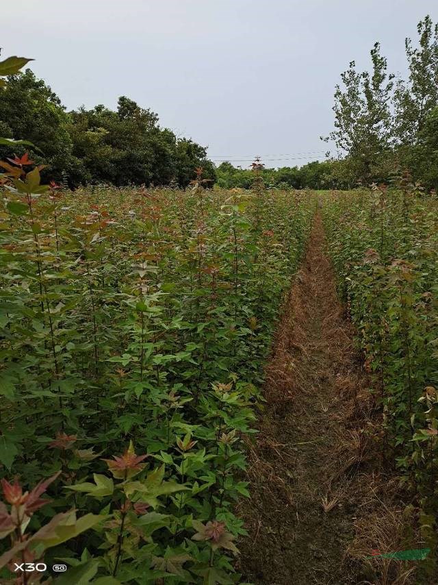 本苗圃有優(yōu)質(zhì)的三角梅小苗，三角梅小苗基地實拍