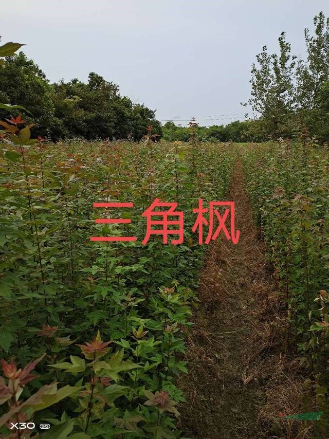 本苗圃有優(yōu)質(zhì)的三角梅小苗，三角梅小苗基地實拍