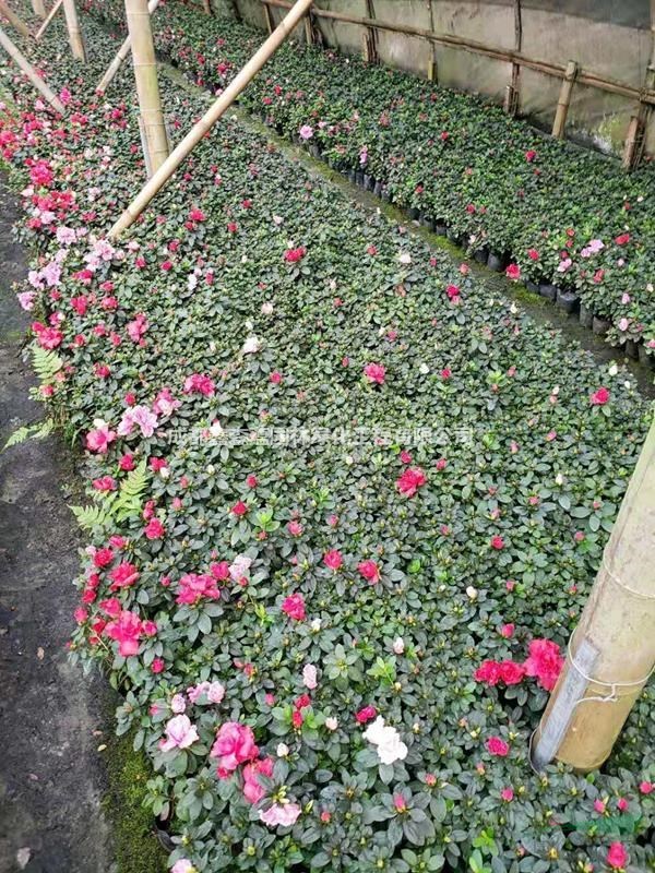 西洋鵑16杯基地 發(fā)往貴州5萬13杯西洋鵑