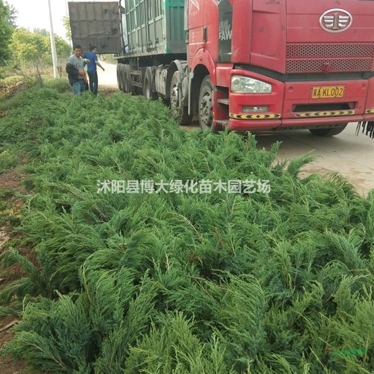 沙地柏低價(jià)供應(yīng)30-60公分長度 沙地柏苗 貨源充足