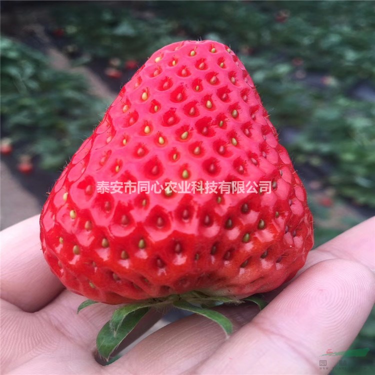 隋珠草莓苗批發(fā)基地 妙香7號(hào)草莓苗價(jià)格 三葉一心易成活