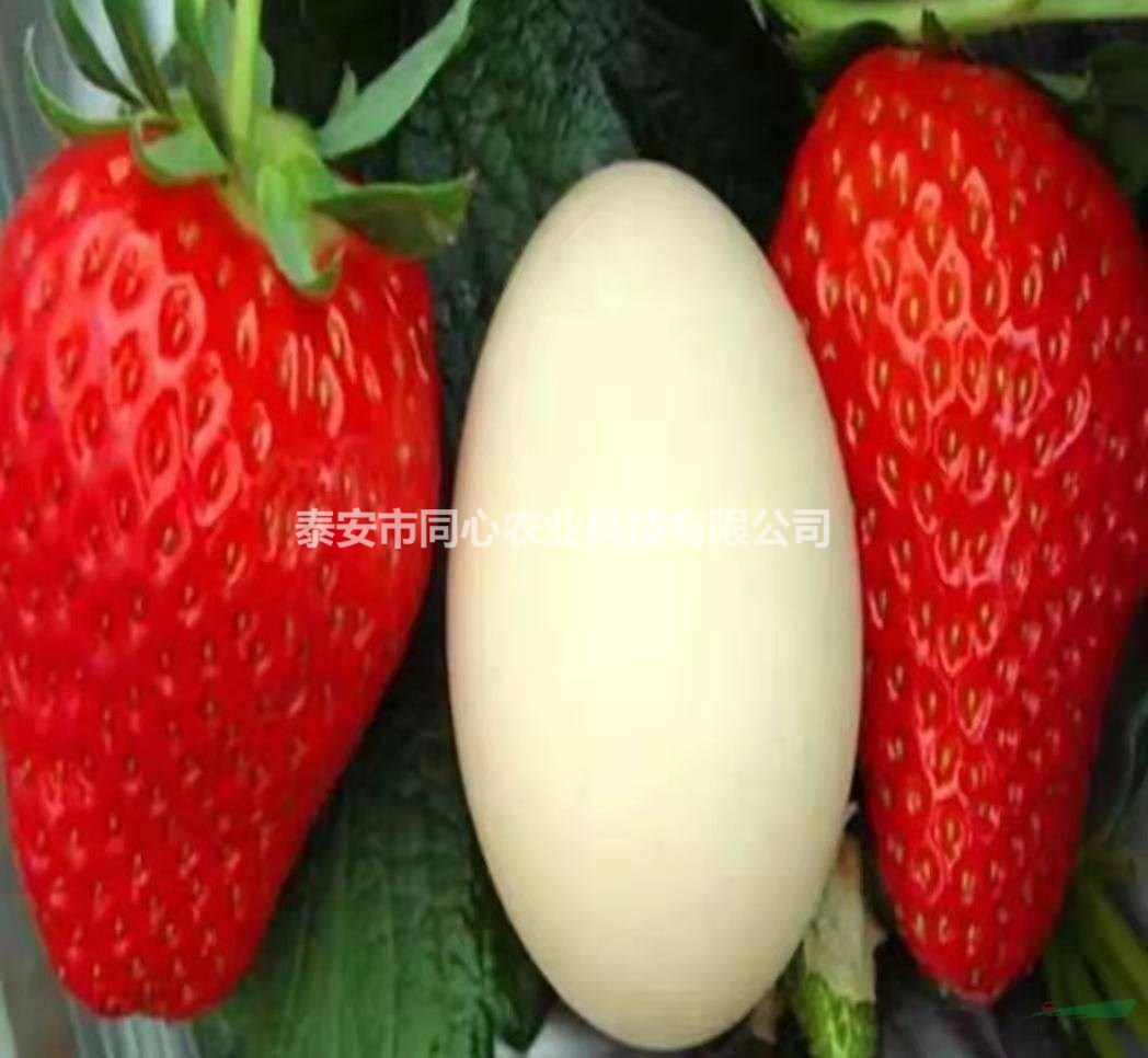 隋珠草莓苗批發(fā)基地 妙香7號(hào)草莓苗價(jià)格 三葉一心易成活