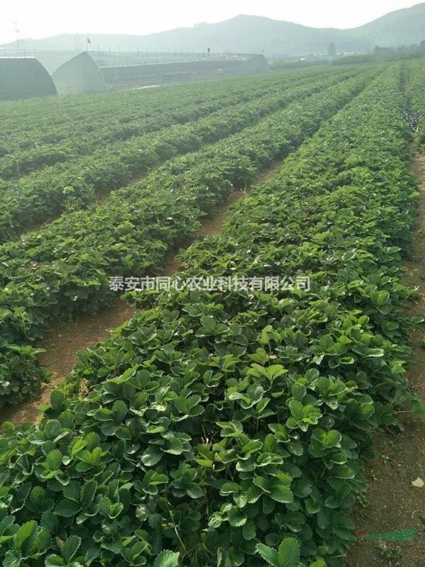 高產(chǎn)甜查理草莓苗批發(fā)價(jià)格 甜查理草莓苗基地出售