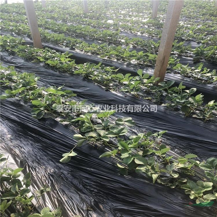 脫毒紅顏草莓苗批發(fā) 草莓苗育苗基地 泰安同心農業(yè)草莓成活率高