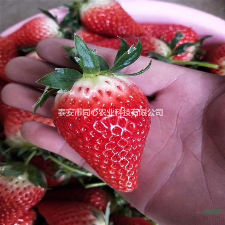 脫毒紅顏草莓苗批發(fā) 草莓苗育苗基地 泰安同心農業(yè)草莓成活率高