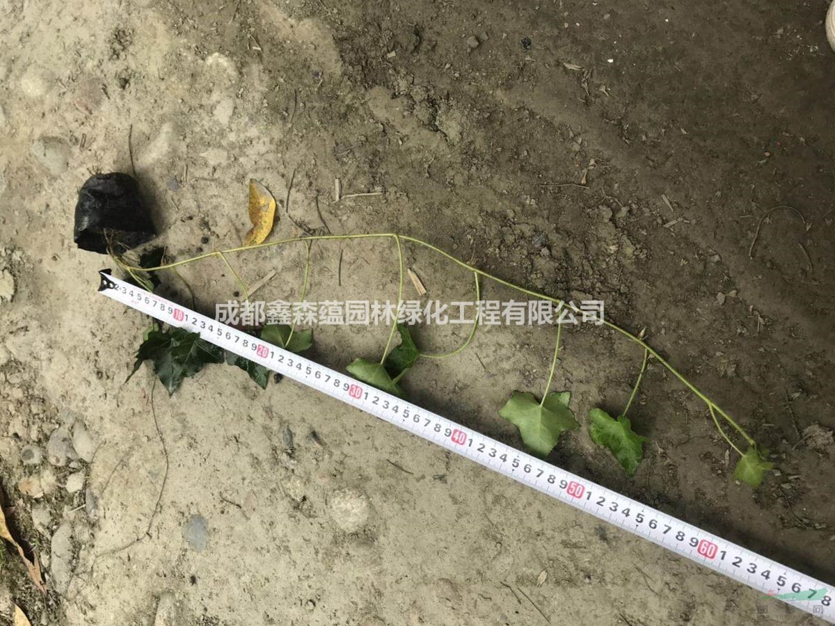 常青藤杯苗基地 常青藤小苗 長青藤基地
