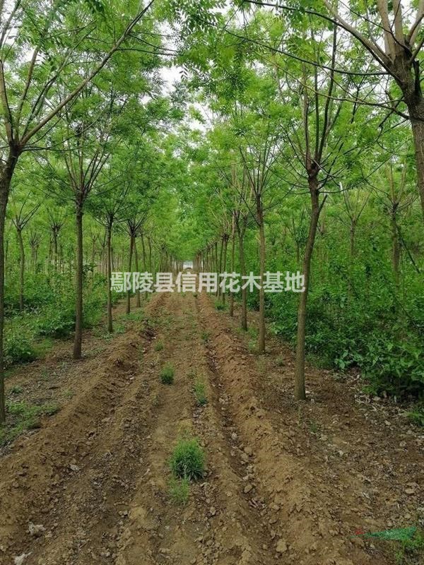 河南精品國槐8一10公分