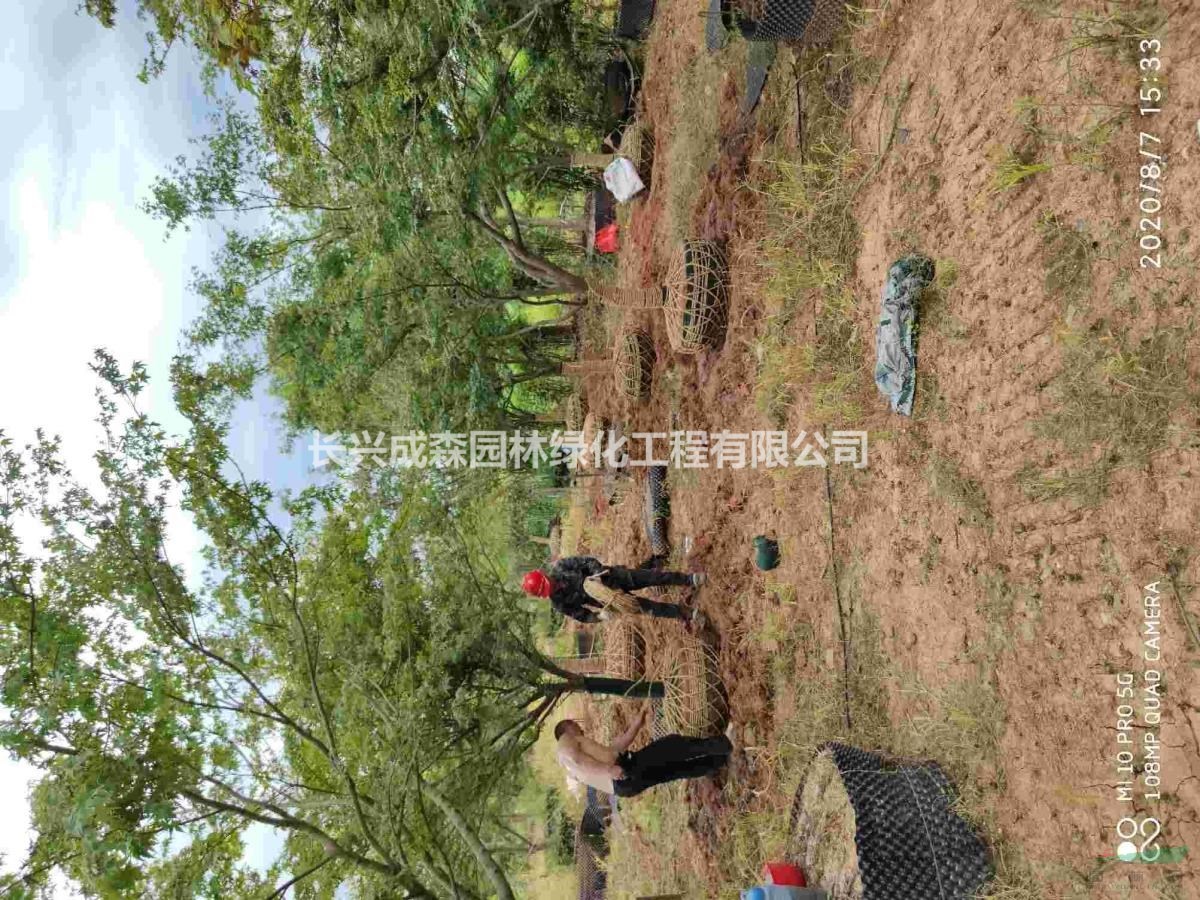 容器鸡爪槭