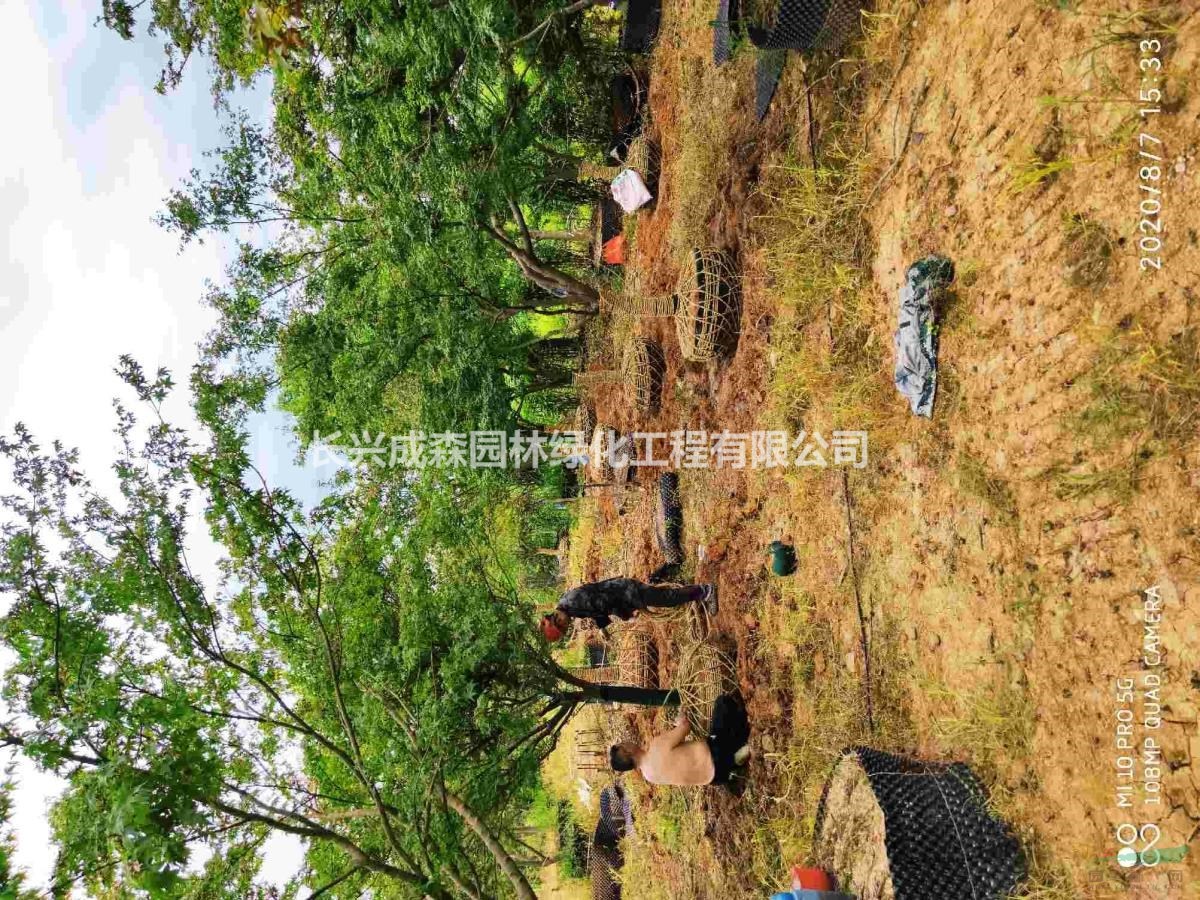 容器鸡爪槭