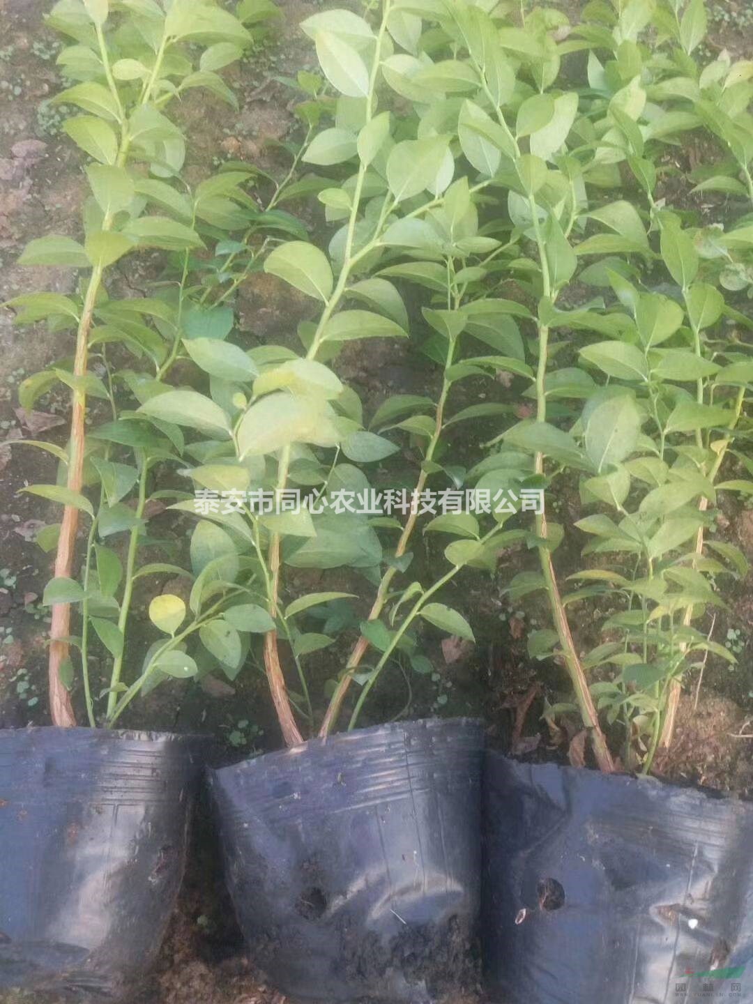 產(chǎn)量高早熟藍莓苗 基地大量供應(yīng)