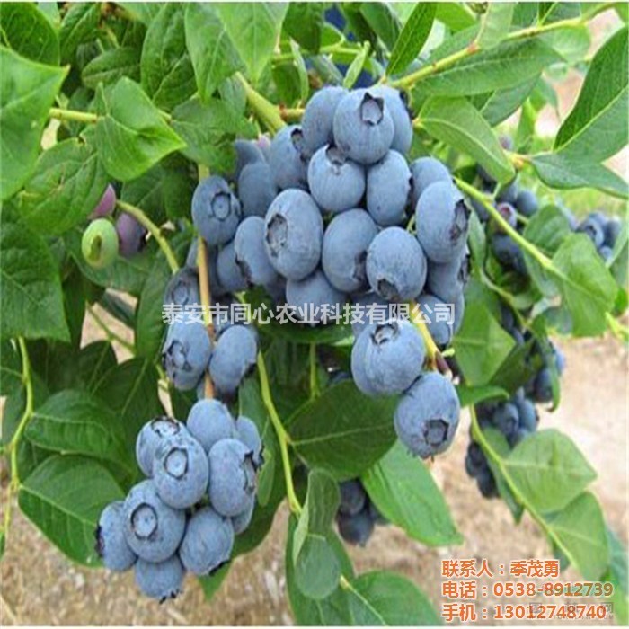 產(chǎn)量高早熟藍莓苗 基地大量供應(yīng)